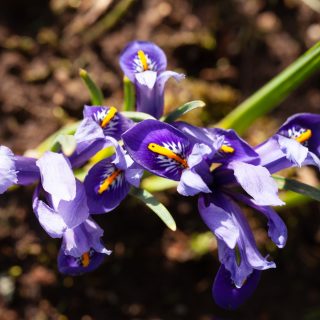 Knölbildande - Iris Reticulata-grp 'Cantab', våriris