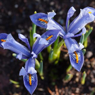 Iris Reticulata-grp 'Alida' - våriris