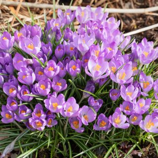 Crocus tommasinianus - snökrokus