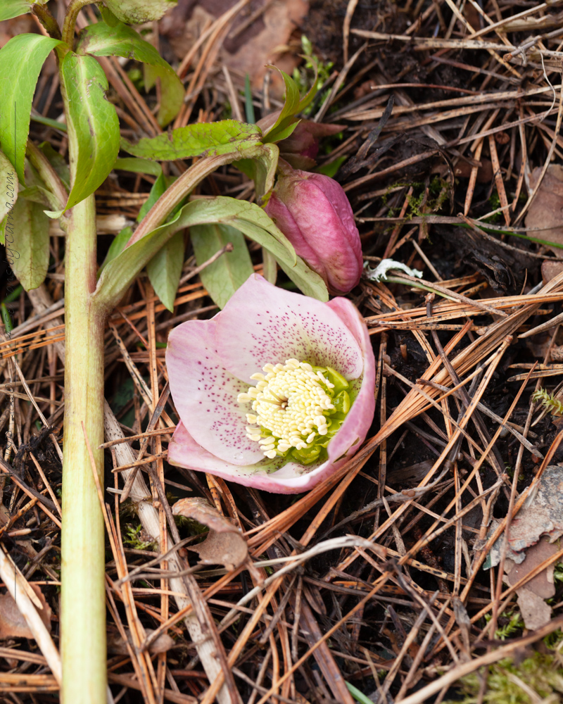 Helleborus x hybr 'Pink Spotted' - hybridjulros