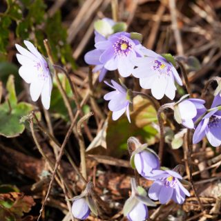Hepatica transsilvanica 'Buis'
