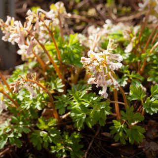 Corydalis solida pink seedling