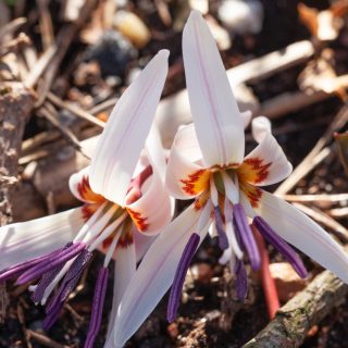 Erythronium dens-canis 'Snowflake'