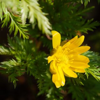 våradonis, Adonis amurensis