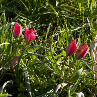 Tulipa humilis 'Little Beauty'