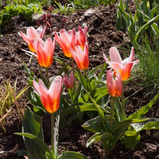 Tulipa kaufmanniana 'Heart's Delight'