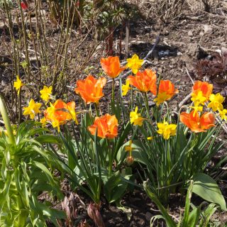 Jag-kommer-med-solsken - Tulipa fosteriana 'Orange Emperor'