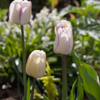 Löktårtor - Tulipa 'Shirley'