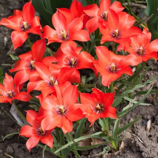 Tulipa linifolia - bokharatulpan