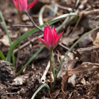 20160516-1166-tulipa-humilis-violacea
