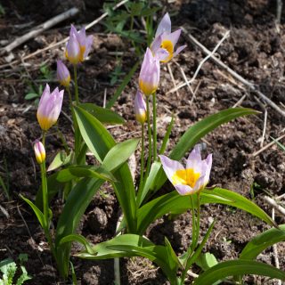 Tulipa saxatilis - kretatulpan