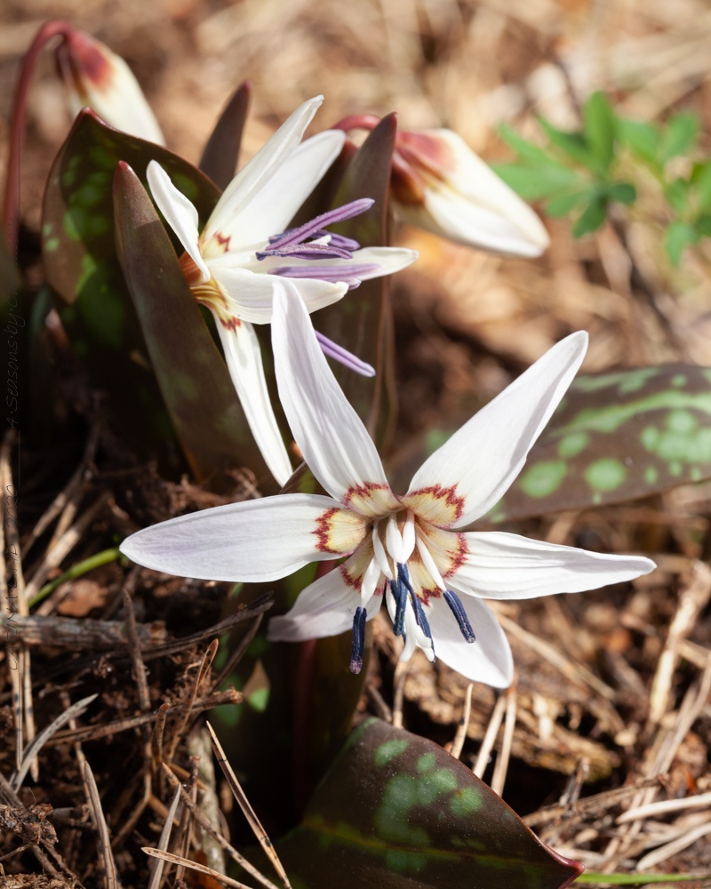 Gödning av lökväxter - Erythronium dens-canis 'Snowflake', hundtandslilja