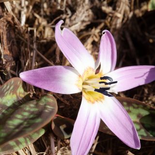 Favorisering - Erythronium - hundtandslilja