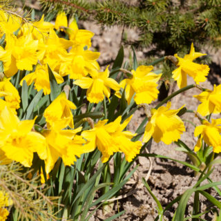 Narcissus pseudonarcissus 'Golden Harvest'