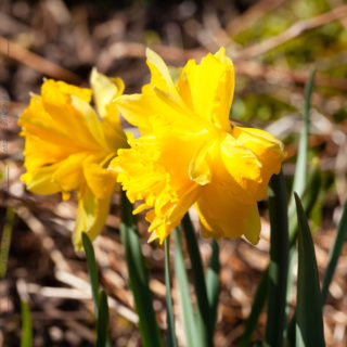 Narcissus pseudonarcissus 'Telamonius Plenus'