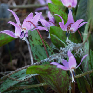 Erythronium dens-canis 'Purple King', hundtandslilja