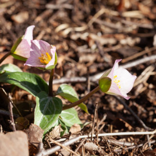 ögonstenar - Trillium rivale, pricktreblad