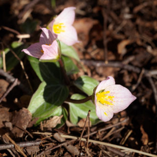 Ögonstenar - Trillium rivale, pricktreblad