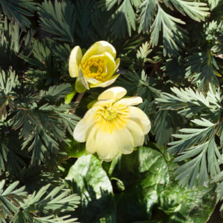svalört - Ficaria verna 'Salmon's White'