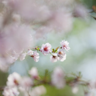 Körsbärsträden - Prunus 'Hally Jolivette'