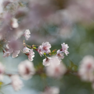Körsbärsträden - Prunus 'Hally Jolivette'