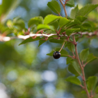 Prunus x subhirtella 'Hally Jolivette med frukt