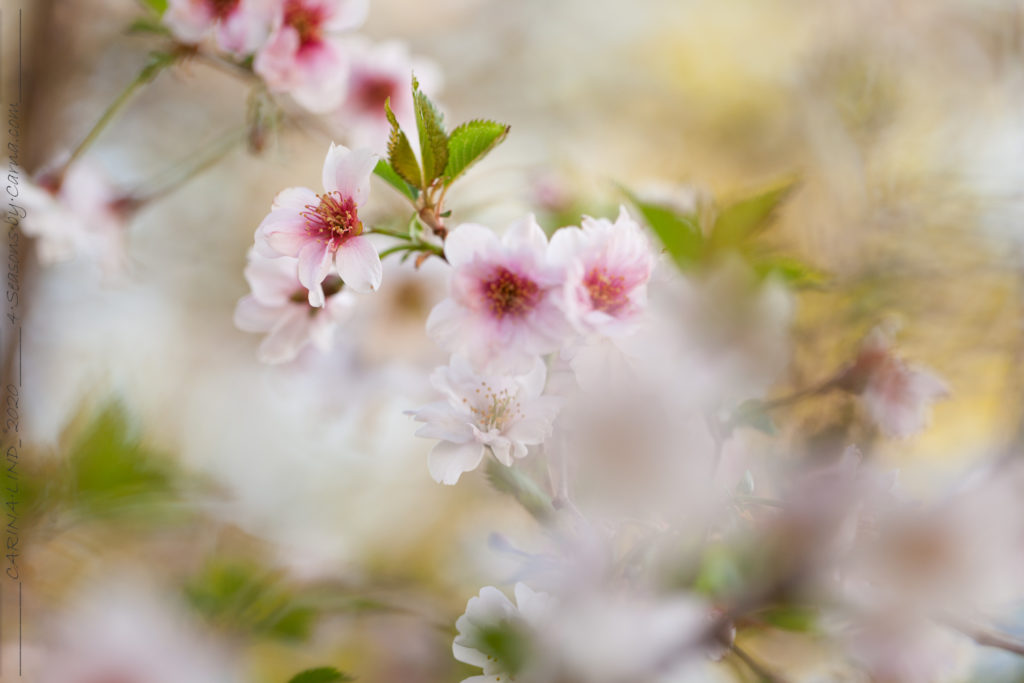 Körsbärsträden - Prunus 'Hally Jolivette' 