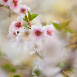 Körsbärsträden - Prunus 'Hally Jolivette'