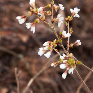 Körsbärsträden - Prunus 'SNOW FOUNTAIN'