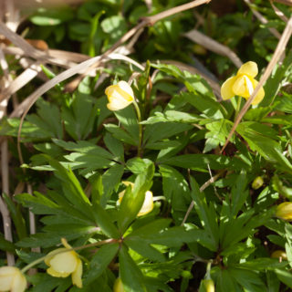 Anemone x lipsiensis 'Schwefelfeuer' - svavelsippa