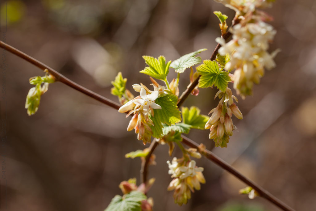 Vinbärsblomning - Ribes sanguineum 'White Icicle' - rosenrips