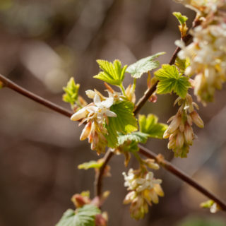 Vinbärsblomning - Ribes sanguineum 'White Icicle' - rosenrips