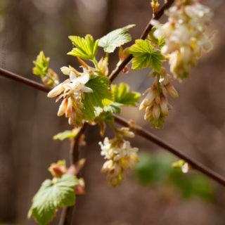 Q-R-S-T - Ribes sanguineum 'White Icicle' - rosenrips