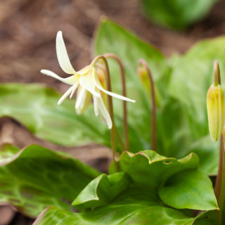 E. californicum 'White Beauty'
