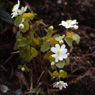 Anemonella thalictroides - sippruta