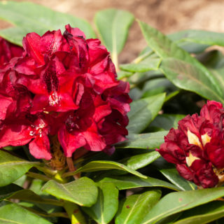 Rhododendron 'Black Widow'