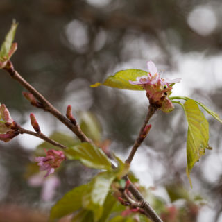 Körsbärsträden - Prunus sargentii?, bergkörsbär