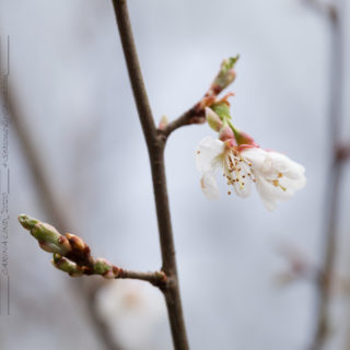 Prunus x subhirtella 'Hally Jolivette' seedling