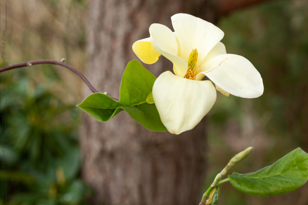 Vackra magnolior - Magnolia 'Golden Sun'
