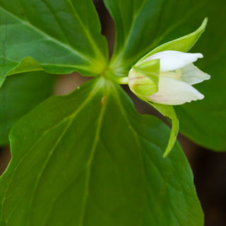 Trillium tschonoskii - asiatiskt treblad