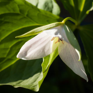 fröplanta - Trillium