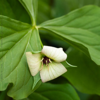 hybrid - Trillium