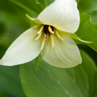 hybrid - Trillium