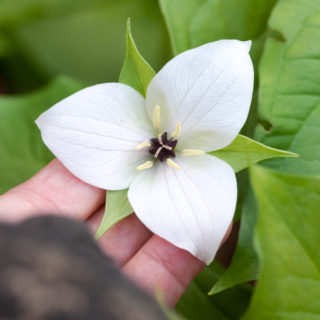 hybrid - Trillium