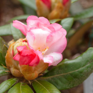 Rhododendron Yakushimanum-grp 'Valerie'