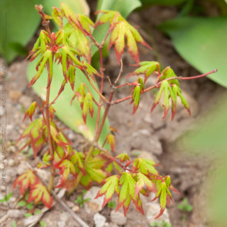 Nyanser - Acer seedling - frösådd lönn