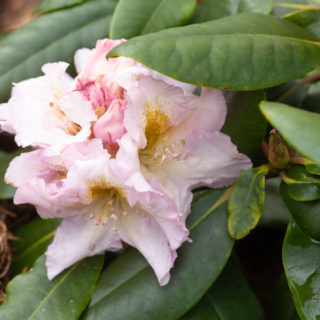 Rhododendron Fortunei-grp 'Janet Blair'