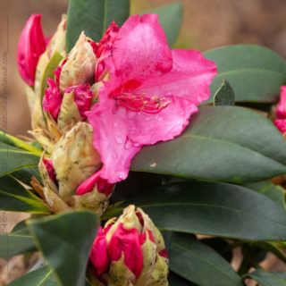 Rhododendron 'Walküre'