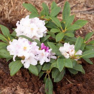 Rhododendron 'Eskimo'
