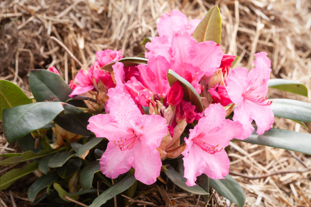 Rhododendron 'Walküre'